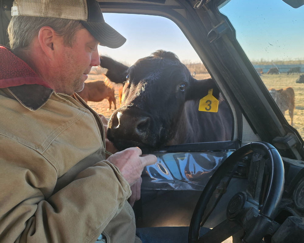 Man interacting with a cow inside a vehicle on a farm